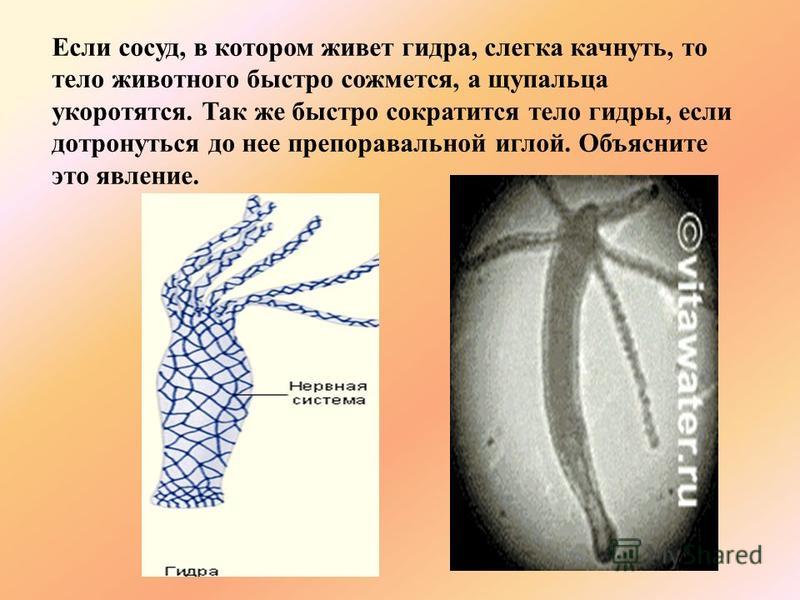 Кракен тор ссылка онлайн